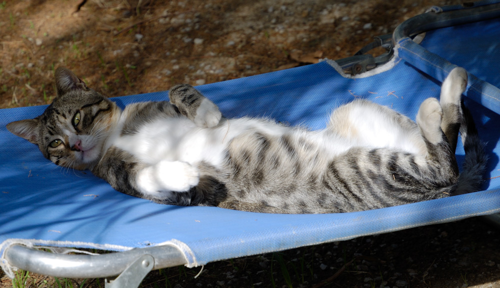 Natürlich wie überall in GR gibt es reichlich Katzen und Hunde. Er besuchte uns täglich beim Frühstück und auch wenn der Griller angeworfen wurde war er sofort da!