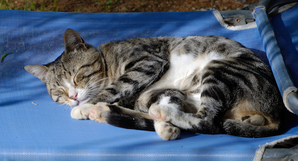 Wie lange hat eigentlich ein Kater Urlaub ?