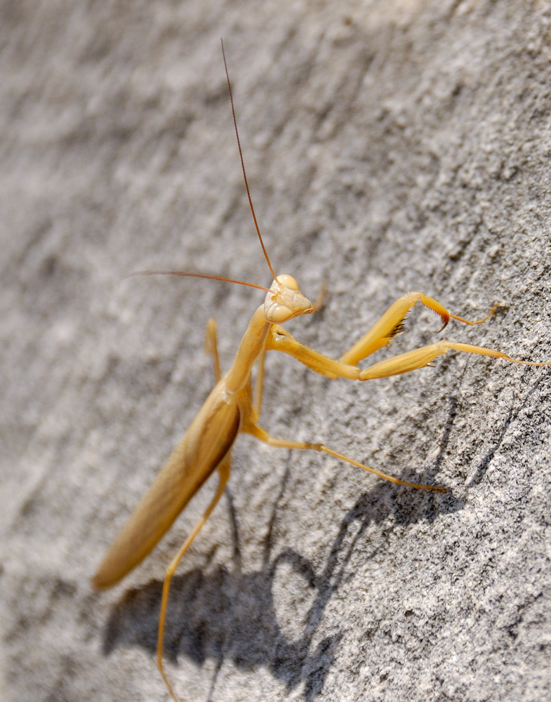 Fangschrecke in den Ruinen von Festos, diese stattlichen Räuberinsekten sind auf der Insel weit verbreitet.