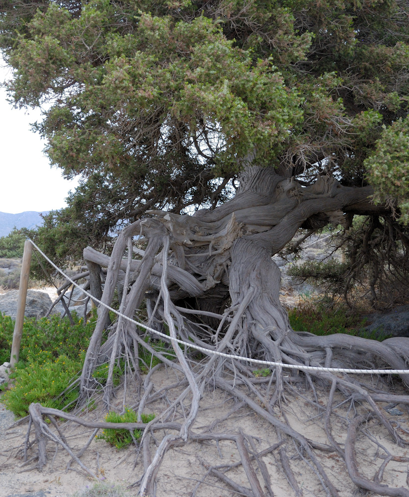 Zedernwacholder (Juniperus oxycedrus ssp. macrocarpa) Die Bäume haben ein durchschnittliches Alter von 200 Jahren und eine Höhe von bis zu 7 m, vereinzelte Bäume sollen ein Alter von 300 Jahren haben, diese sind dann bis 10 m hoch. Ein besonders schönes Exemplar hier auf Elafonisi.