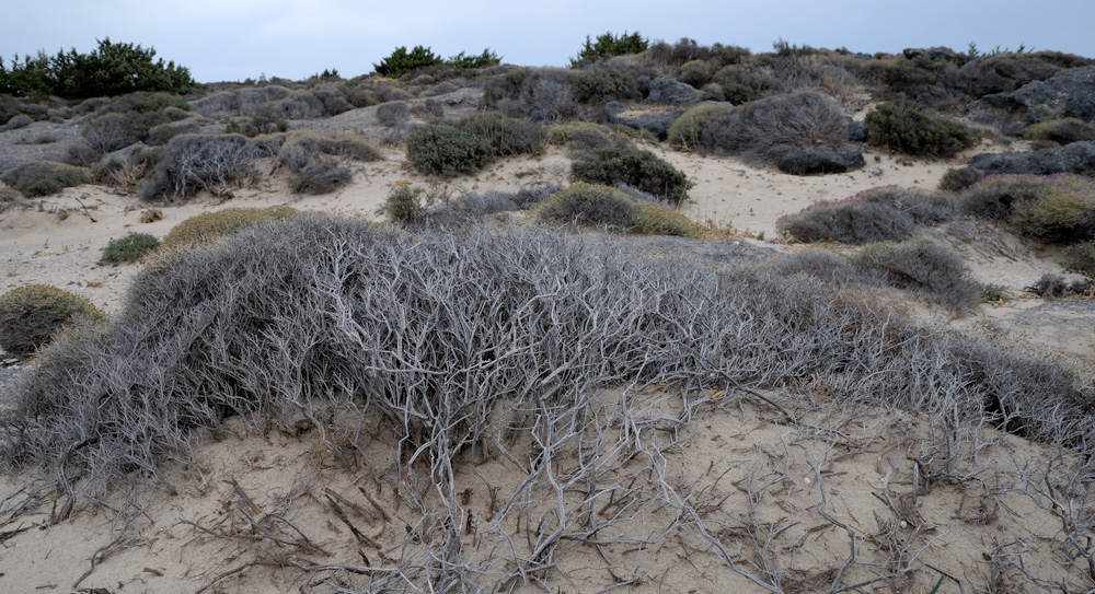 Der Wind beeinflusst die Vegetation der Insel stark.