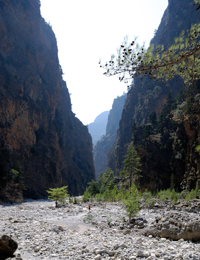 Die Samaria-Schlucht weist einen auffällig hohen Baumbestand auf, u. a. wachsen hier prächtige Kiefern, Pinien, Platanen und Zypressen. An den Hängen der Schlucht finden sich außerdem Kretischer Ahorn und Kermeseichen. Aufgrund der langen Isolation der Schlucht kommen hier allein 14 endemische Pflanzenarten vor. Die Samaria-Schlucht ist zudem das letzte natürliche Rückzugsgebiet der Kretischen Wildziege (Kri-Kri). In der Nähe brütet ein Bartgeier-Paar; häufiger sieht man jedoch Gänsegeier über der Schlucht kreisen.