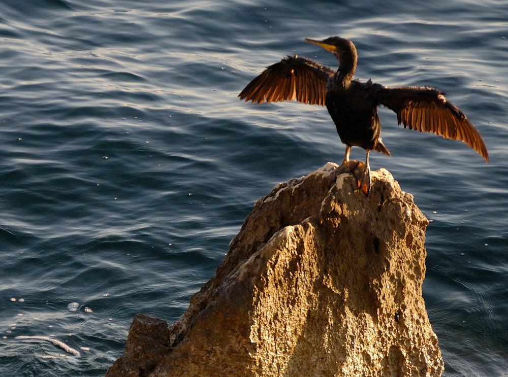 Das hat er schon gemacht, nun müssen noch die Flügel trocknen... (Kormoran)