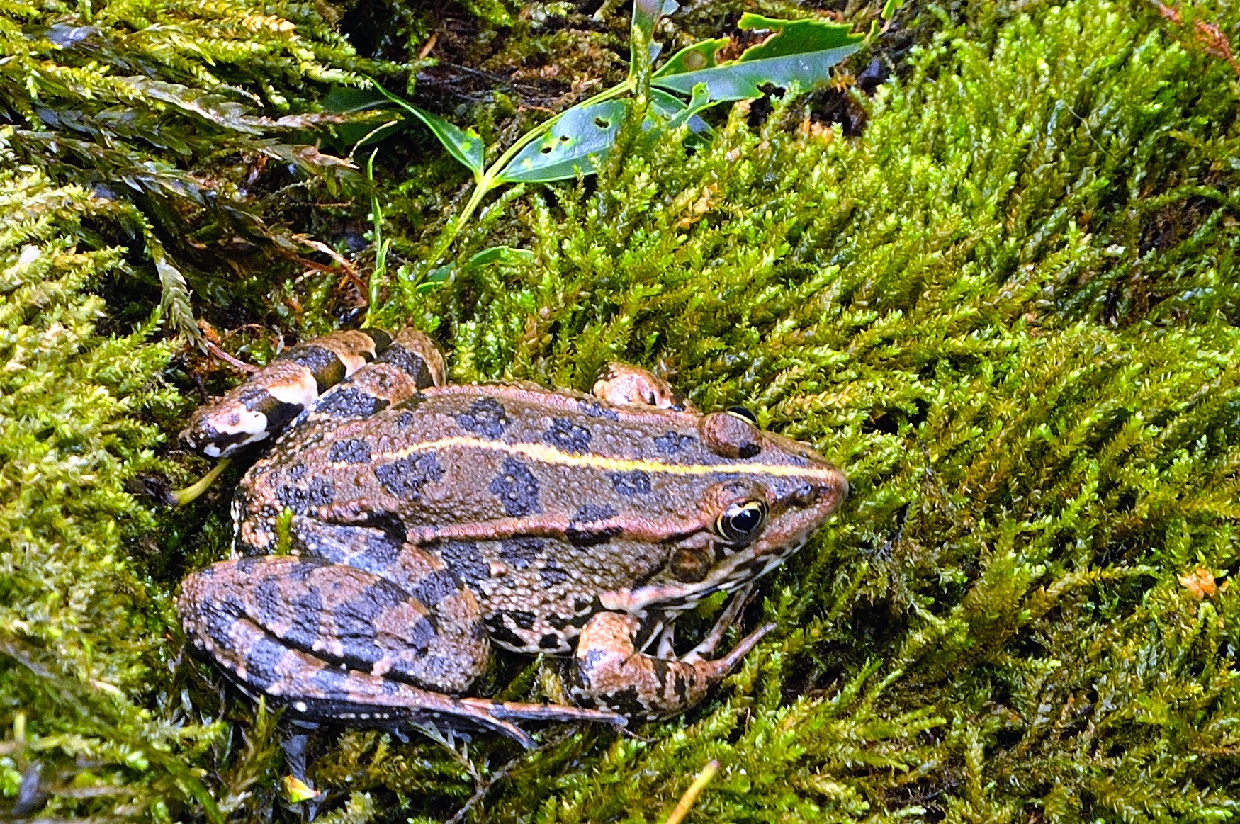 Nationalpark Krka, schon gleich erwartet uns üppige Fauna und Flora..