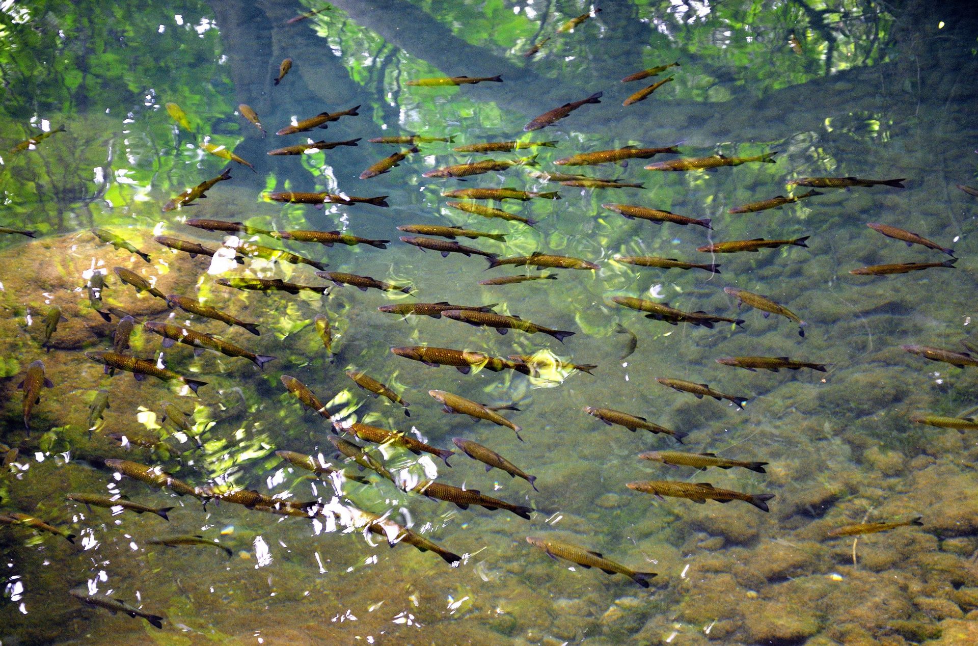 Nationalpark Krka, Neben einer der größten Fledermauskolonien Europas leben im Seebereich des Flusses und in den Sümpfen viele Amphibien, in den Gehölzern und Gesteinen Reptilien und in dem Fluss 18, davon zehn endemische, Fischarten.