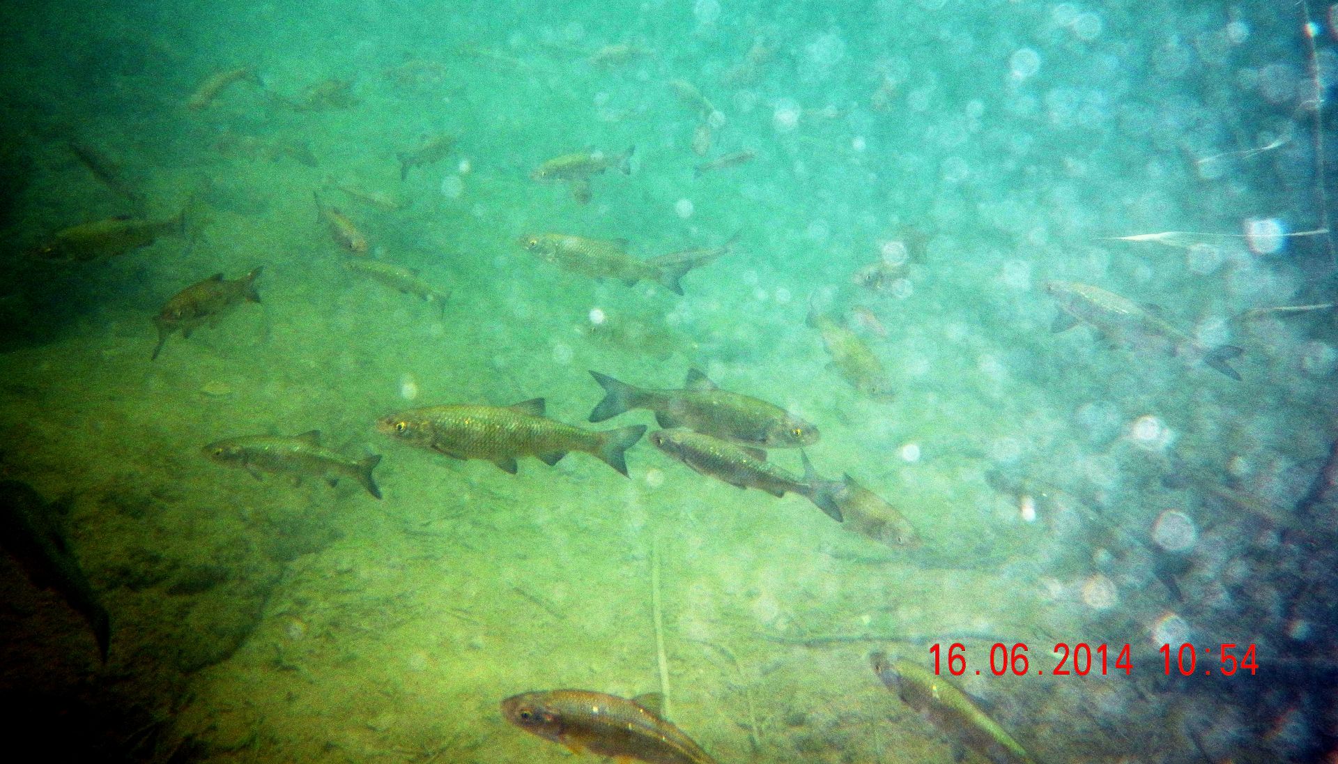 Nationalpark Krka, Unterwasseraufnahmen