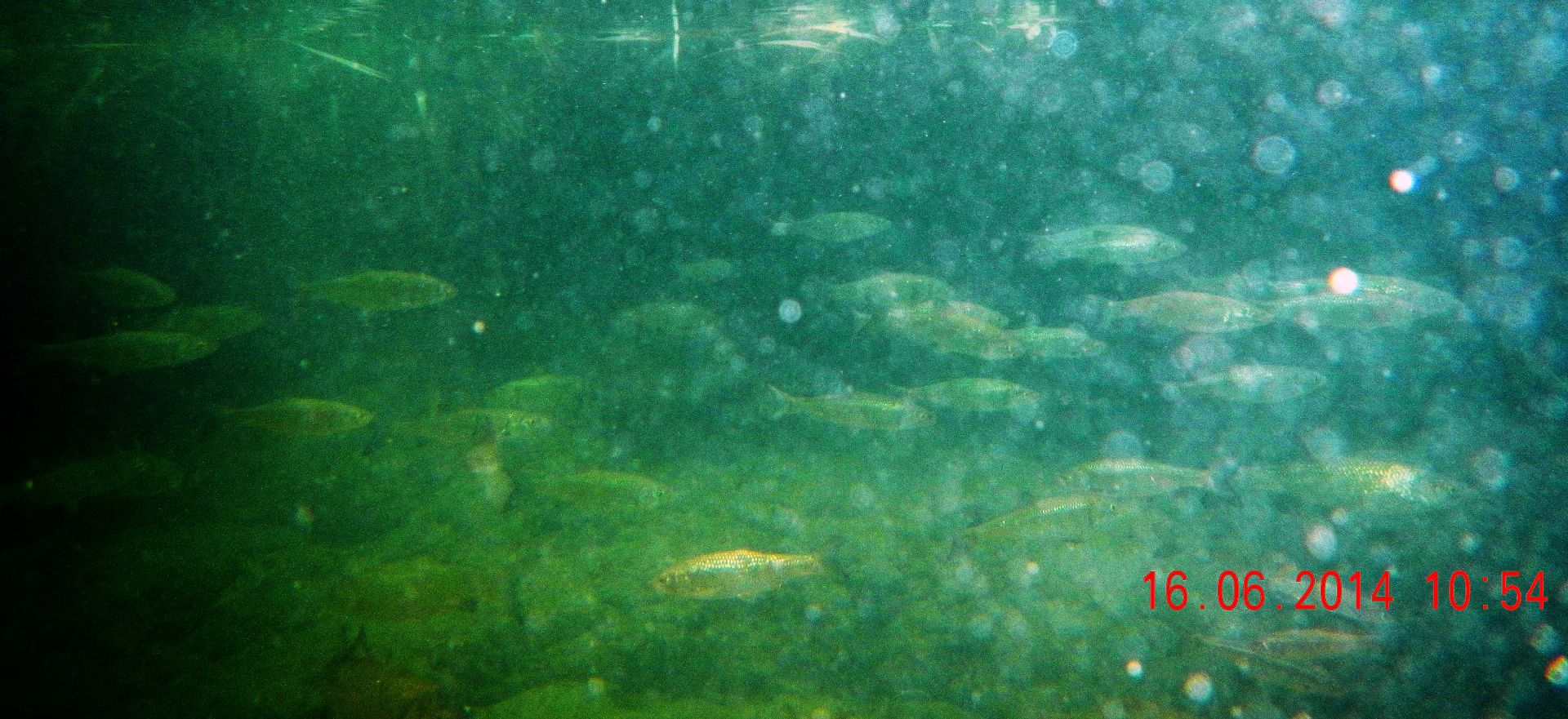 Nationalpark Krka, Unterwasseraufnahmen