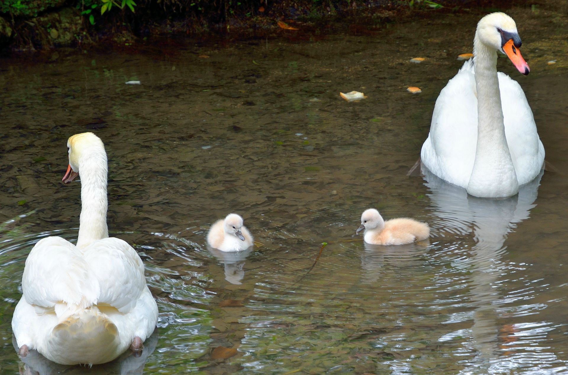 Nationalpark Krka, Schwanenfamilie beim Restaurant und Picknick-Areal...